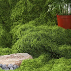 Musgo artificial de 1x1m para artesanato, grama artificial, musgo preservado, plantas verdes para decoração de casa, quarto, jardim e paisagismo